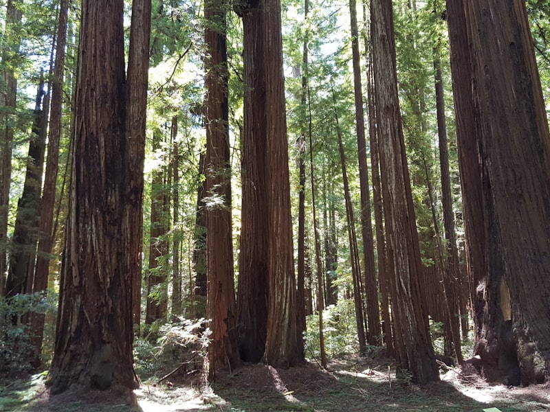 Aptos